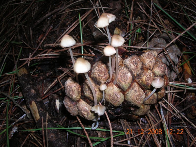 Altro ritrovamento del 12.03.2010.